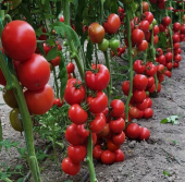 Eko Paket 50 Adet Tohum İthal Sırık Domates Tohumu Bol Verim - 1