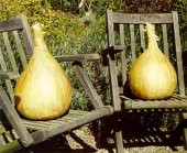 Nadir İthal Dev İngiltere Soğan Tohumu 25 Adet Tohum - 3