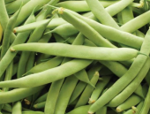 Eko Paket 250 Adet Tohum Sarıkız Fasulye Tohumu Sarı Kız Fasülyesi - 2