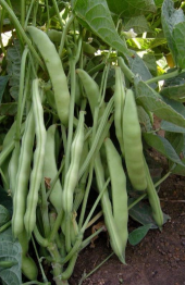 Eko Paket 250 Adet Tohum Sarıkız Fasulye Tohumu Sarı Kız Fasülyesi - 3