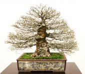 Bodur Enkianthus Bonzai Ağacı Tohumu 5 Adet Tohum Bonsai Ağacı Tohumu - 1