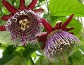 Nadir İthal Passiflora Tohumu 3 Adet Tohum Quadrangularis Pasiflora Tohumu - 2