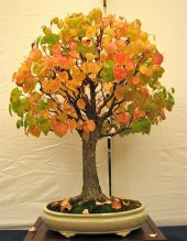 Bodur Katsura Bonzai Ağacı Tohumu 5 Adet Tohum Bonsai Ağacı Tohumu - 3