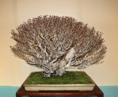 Bodur Enkianthus Bonzai Ağacı Tohumu 5 Adet Tohum Bonsai Ağacı Tohumu - 2