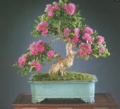 Bodur Pembe Gül Bonzai Ağacı Tohumu 5 Adet Tohum Bonsai Ağacı Tohumu thumbnail 1