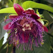 Nadir İthal Passiflora Tohumu 3 Adet Tohum Quadrangularis Pasiflora Tohumu - 3