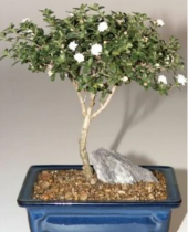 Bodur Beyaz Gül Bonzai Ağacı Tohumu 5 Adet Tohum Bonsai Ağacı Tohumu - 2