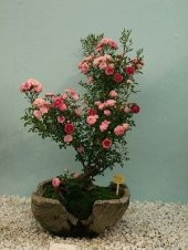 Bodur Pembe Gül Bonzai Ağacı Tohumu 5 Adet Tohum Bonsai Ağacı Tohumu thumbnail 2