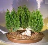 Bodur Cupressus Bonzai Ağacı Tohumu 5 Adet Tohum Bonsai Ağacı Tohumu - 2