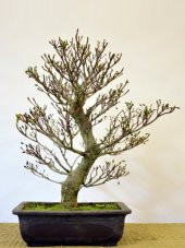 Bodur Enkianthus Bonzai Ağacı Tohumu 5 Adet Tohum Bonsai Ağacı Tohumu - 4