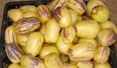 Nadir İthal Saksılık Pepino Tohumu 5 Adet Tohum Pepino Meyvesi Tohumu - 3