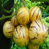 Nadir İthal Pepino Tohumu 5 Adet Tohum Pepino Meyvesi Tohumu - 3