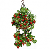 Saksılık Çilek Tohumu Ekim Seti Saksı Toprak 10 Adet Tohum Kombin thumbnail 1