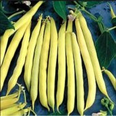 Nadir İthal Thailand Sarı Fasülye Tohumu 5 Adet Tohum Fasulye Tohumu thumbnail 2