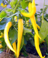 Golden Ceyenne Acı Sarı Biber Tohumu 10 Adet Tohum thumbnail 4