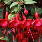 Kırmızı Küpeli Çiçeği Tohumu 5 Adet Tohum Çiçek Tohumu - 2