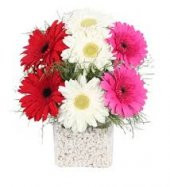 Gerbera Çiçeği Tohumu 5 Adet Tohum Jerbera Çiçek Tohumu - 1