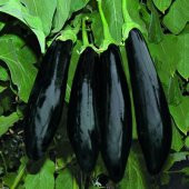 Nadir İthal Siyah Kemer Patlıcan Tohumu 25 Adet Tohum - 3