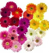 Gerbera Çiçeği Tohumu 5 Adet Tohum Jerbera Çiçek Tohumu - 2