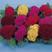 Celosia Çiçeği Tohumu 5 Adet Tohum Çiçek Tohumu - 2