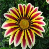 Gazanya Çiçeği Ekim Seti Saksı Toprak 5 Adet Tohum Kombin - 2