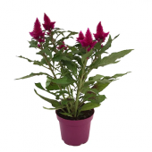 Karışık Celosia Horoz İbiği Çiçeği Tohumu 5 Adet Tohum Çiçek Tohumu - 1