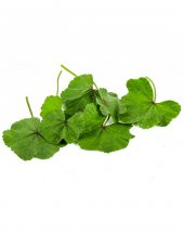 Ebegömeci Tohumu 10 Adet Tohum Ebe Gömeci - 3