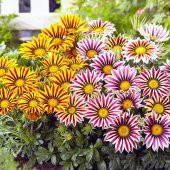 Gazanya Çiçeği Ekim Seti Saksı Toprak 5 Adet Tohum Kombin - 3