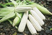 Nadir İthal Waxy Corn Mumlu Beyaz Mısır Tohumu 3 Adet Tohum - 1