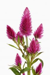 Karışık Celosia Horoz İbiği Çiçeği Tohumu 5 Adet Tohum Çiçek Tohumu - 3