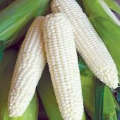 Nadir İthal Waxy Corn Mumlu Beyaz Mısır Tohumu 3 Adet Tohum - 2