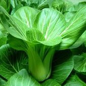 Nadir İthal Çin Lahanası Tohumu 20 Adet Tohum Baby Pak Choi - 3