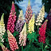 Karışık Lupino Çiçeği Tohumu 5 Adet Tohum Çiçek Tohumu - 3