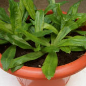 İthal Nadir Çin Kişniş Tohumu 25 Adet Tohum Foerid Eryngium - 2