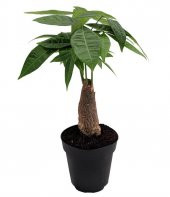 Maymun Tırmanmaz Ağacı Tohumu 3 Adet Tohum Flaş Ağacı - 1