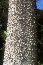 Maymun Tırmanmaz Ağacı Tohumu 3 Adet Tohum Flaş Ağacı - 2