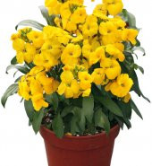 Sarı Şebboy Çiçeği Ekim seti Saksı Toprak Çiçek Tohumu Kombin thumbnail 1