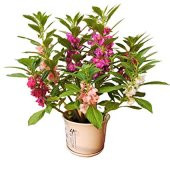 Türbe Çiçeği Tohumu 5 Adet Tohum Çiçek Tohumu - 1