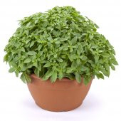 Mis Kokulu Top Reyhan Tohumu 15 Adet Tohum Çiçek Tohumu Feseleğen - 1