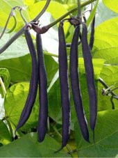 Nadir İthal Mor Fasülye Tohumu 3 Adet Tohum Fasulye Tohumu thumbnail 4