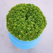 Mis Kokulu Top Reyhan Tohumu 15 Adet Tohum Çiçek Tohumu Feseleğen - 2