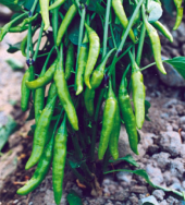 Yeşil Cin Süs Biberi Tohumu 20 Adet Biber Tohumu - 2