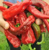 Acı Kırmızı Samandağ Biberi Tohumu 15 Adet Tohum Biber Tohumu thumbnail 3