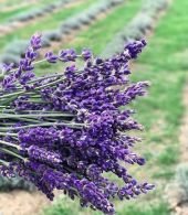 İthal Nadir Mis Kokulu İngiliz Lavanta Çiçeği Tohumu Ekim Seti Saksı Toprak 20 Adet Tohum Kombin thumbnail 3