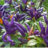 Nadir İthal Mor Acı Süs Biberi Tohumu 5 Adet Tohum Biber Tohumu - 2