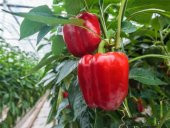 Nadir İthal Acı Kırmızı Dolmalık Biber Tohumu 10 Adet Tohum - 2