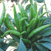 Beşparmak Acı Süs Biberi Tohumu 20 Adet Biber Tohumu - 2