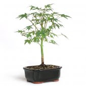 Bodur Japon Acer Platum Bonzai Ağacı Ekim Seti 5 Adet Tohum Saksı Toprak Kombin thumbnail 1