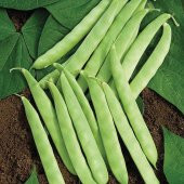 Kılçıksız Simbo Fasülye Tohumu 15 Adet Tohum Bol Verim Fasulye - 2