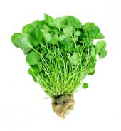 Geniş Yaprak Tere Tohumu 100 Adet Tohum - 1